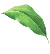 Leaf-5-1-1.png